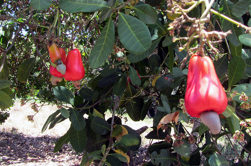 In Burica gibt es viele exotische Früchte - auch den Cashew Baum