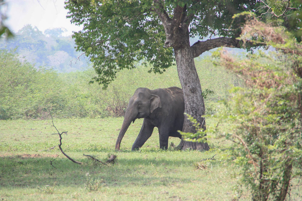 Ein wilder Elefant in Sri Lanka