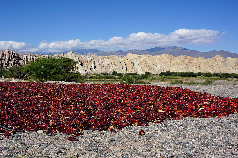 Chili-Schote beim Trocknen in der Quebrada de las Flechas in den Valles Calchaquíes im Norden von Argentinien